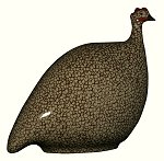 Guinea Fowl - Pintade<br>Grey Speckled Bordeaux